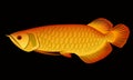 Arowana Royalty Free Stock Photo