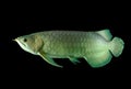 Arowana fish