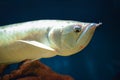 Arowana fish - close-up on face