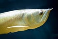 Arowana fish - close-up on face