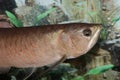 Arowana fish (half body).