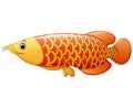 Arowana fish