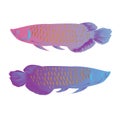 Arowana fish isolated vector illustration colorful freshwater asian symbol of wealth