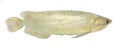 The Arowana fish (Osteoglossum biccirhosum).