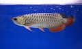 Arowana fish, pet