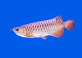 Arowana fish red tail Royalty Free Stock Photo