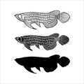 Arowana fish vector icon shillouette Royalty Free Stock Photo