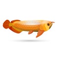 Arowana freshwater bony fish known as bonytongues on white