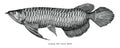 Arowana hand drawing vintage clip art