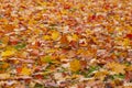ÃÂ¡arpet of bright maple leaves Royalty Free Stock Photo