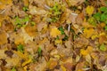 Ã¯Â¿Â½arpet of fallen forest leaves. Background with colorful autumn leaves Royalty Free Stock Photo