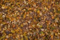 Ã¯Â¿Â½arpet of fallen forest leaves. Background with colorful autumn leaves Royalty Free Stock Photo