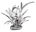Arpophyllum Spicatum vintage illustration