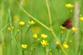 Arran Brown Butterfly Royalty Free Stock Photo