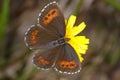 Arran brown, erebia ligea Royalty Free Stock Photo