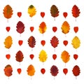 Arranged colorful yellow, red, orange, brown hawthorn fall leaves and physalis lanterns, isolated on white Royalty Free Stock Photo