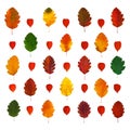 Arranged colorful yellow, red, orange, green hawthorn fall leaves and physalis lanterns Royalty Free Stock Photo