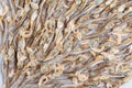 Arranged small dried fish and shrimps pattern Royalty Free Stock Photo