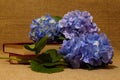 Arrangement with blue natural hydrangea flowers on stack of closed books