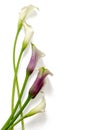 Flowers: callas