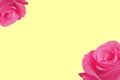 arrangement of closeups of bright pink rose blossoms in two corners of a yellow pastel background