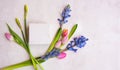 Arrangement with colorful spring flowers Royalty Free Stock Photo