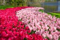 Arrangement of colorful tulips in Keukenhof garden, Lisse, the Netherlands Holland, gardening Royalty Free Stock Photo