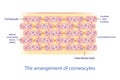 The arrangement of corneocyte vector on white background.