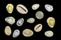 Tropical money cowrie shells on a black background Royalty Free Stock Photo