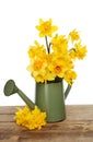 Daffodils in a watering can Royalty Free Stock Photo