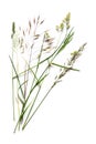 Arrangement with different wild grasses, like dactylis, brome and ryegrass isolated on a white background with copy space