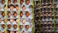 The arrangement of eggs stored in a pile of egg racks. Royalty Free Stock Photo