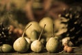 Arrangement with fall fruits Royalty Free Stock Photo