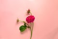 Arrangement of flowers. Minimalism. View from above. Flat lay. Free space for text. Flower on a pink background.