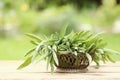 Arrangement of fresh sage in a basket