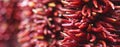 An Arrangement of Hanging Red Chili Peppers Royalty Free Stock Photo