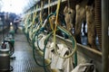 Arrangement of milking parlor on dairy cow farm Royalty Free Stock Photo