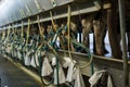 Arrangement of milking parlor on dairy cow farm Royalty Free Stock Photo