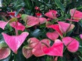 Flamingo flower heads in pink