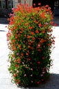 Flower pyramid in the urban environment in the pedestrian zone blooms red and white annuals this is a seasonal ornamental column