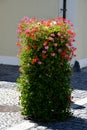 Flower pyramid in the urban environment in the pedestrian zone blooms red and white annuals this is a seasonal ornamental column Royalty Free Stock Photo