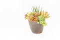 Red and Green Succulent plants arrangement in clay pot