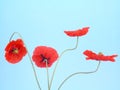 Arrangement of red poppies Royalty Free Stock Photo