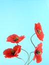 Arrangement of red poppies Royalty Free Stock Photo