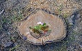 Arrangement of rose flowers and red berries lying on a stump