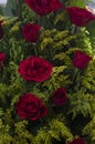 Arrangement of roses in a basket placed in market stall Royalty Free Stock Photo