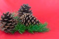 An arrangement of scotch pine boughs and cones Royalty Free Stock Photo