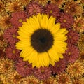 Arrangement with a single sunflower surrounded by  chrysanthemum flowers in a full frame image seen from above on a black Royalty Free Stock Photo