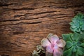 arrangement of succulents or cactus on wooden background as frame border