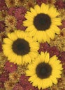 Arrangement with sunflowers and chrysanthemum flowers in a full frame image seen from above Royalty Free Stock Photo
